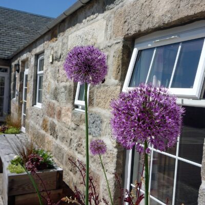 Aliums in Planter